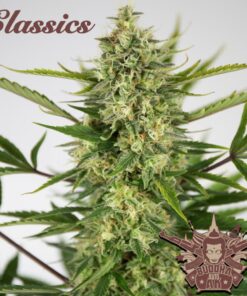 Classic Auto AK — Buddha Seeds