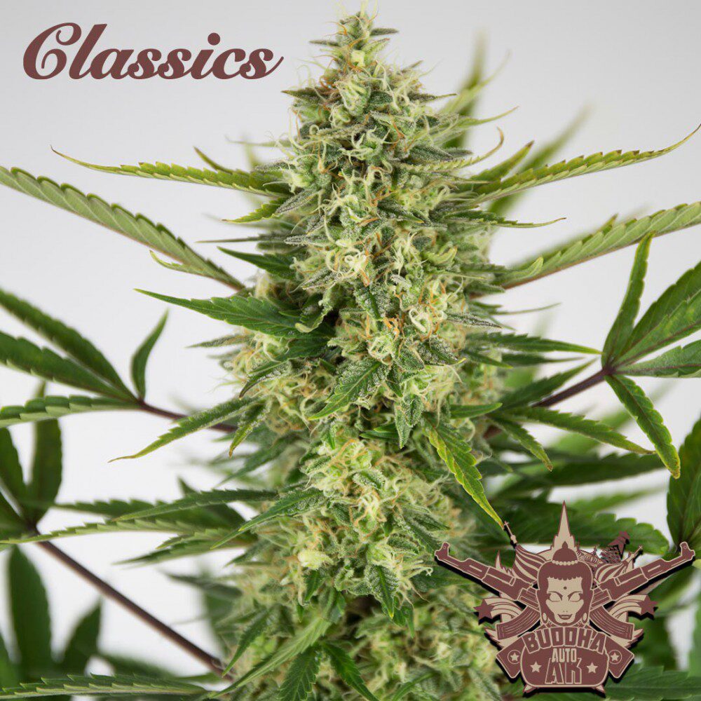 Classic Auto AK — Buddha Seeds