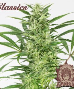 Classic Auto Amnesia — Buddha Seeds
