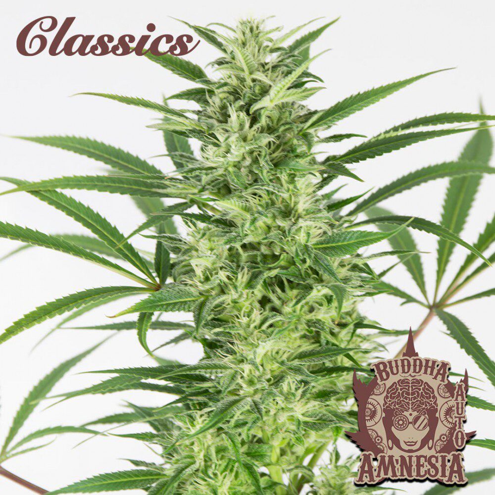 Classic Auto Amnesia — Buddha Seeds