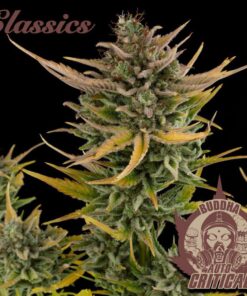 Classic Auto Critical — Buddha Seeds