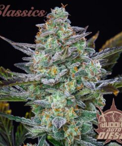 Classic Auto Diesel — Buddha Seeds
