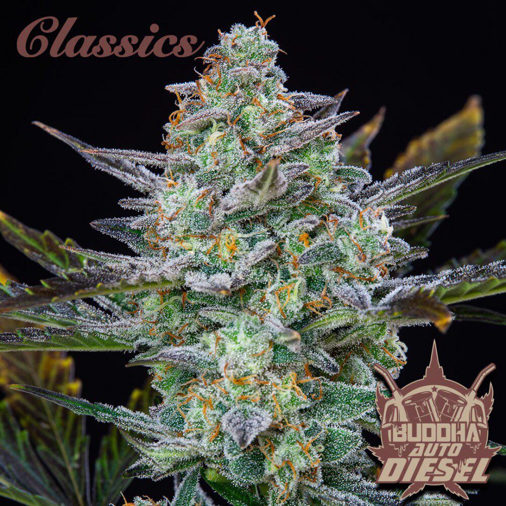 Classic Auto Diesel — Buddha Seeds