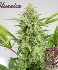 Classic Auto Skunk — Buddha Seeds