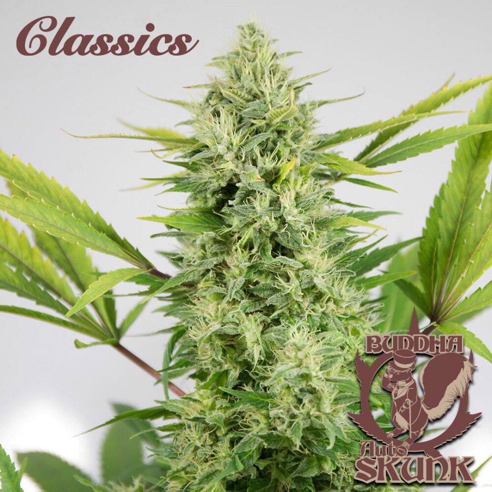 Classic Auto Skunk — Buddha Seeds Classic Auto Skunk — Buddha Seeds