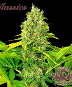 Classic Auto White Widow — Buddha Seeds