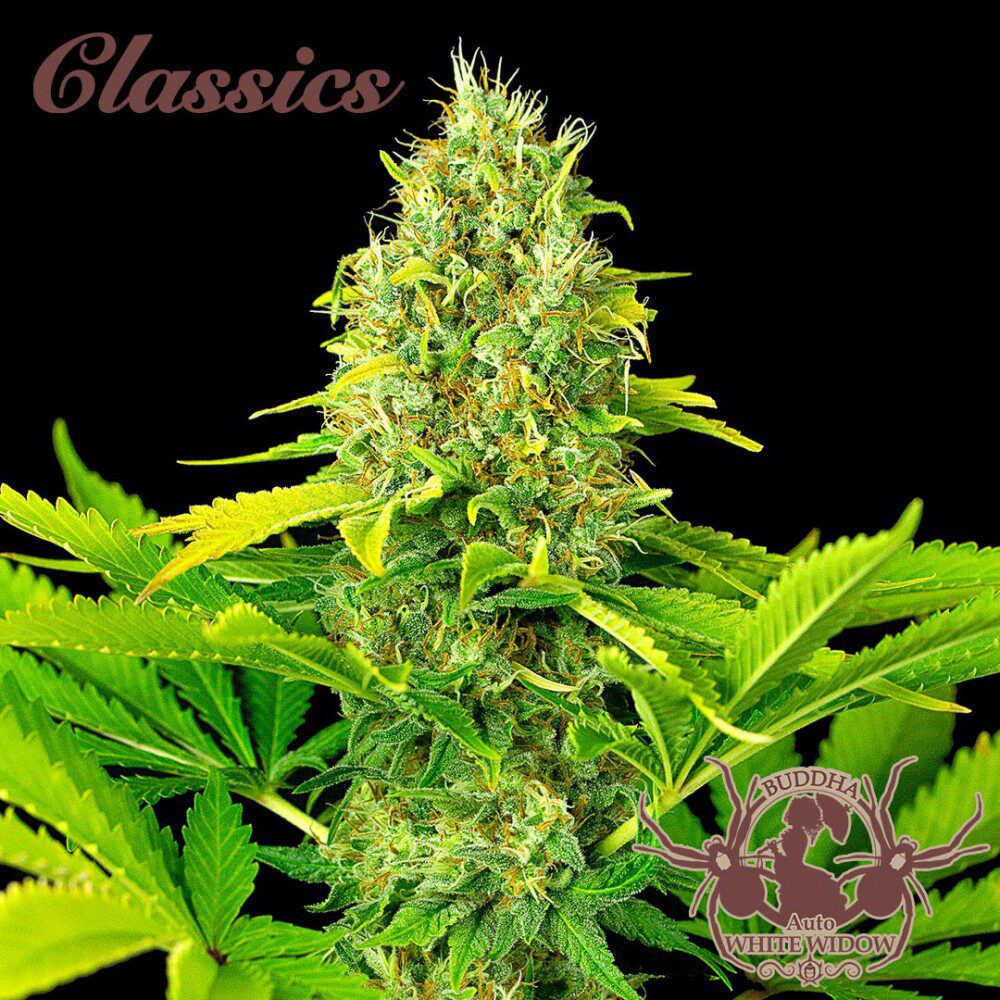 Classic Auto White Widow — Buddha Seeds