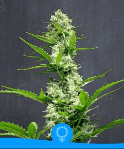 Clementine Auto — La Semilla Automática