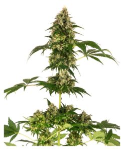 Cobalt Haze Fem — Sensi Seeds