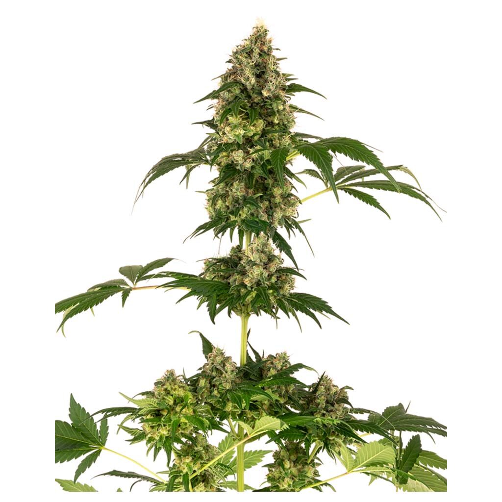 Cobalt Haze Fem — Sensi Seeds