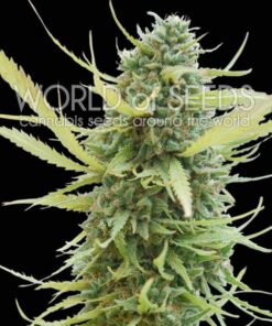 Colombian Gold Fem. — World of Seed