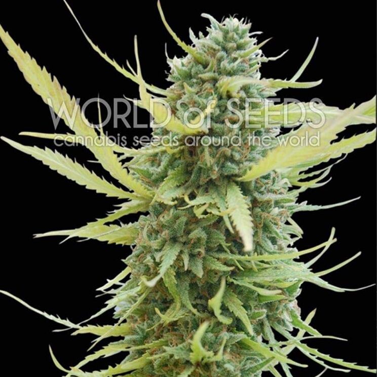 Colombian Gold Fem. — World of Seed