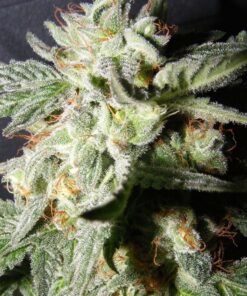 Confidencial Medicine Fem — The Kush Brothers Seeds