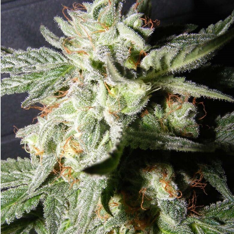 Confidencial Medicine Fem — The Kush Brothers Seeds