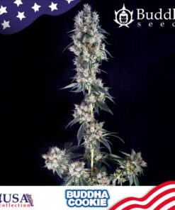 Cookie Fem — Buddha Seeds