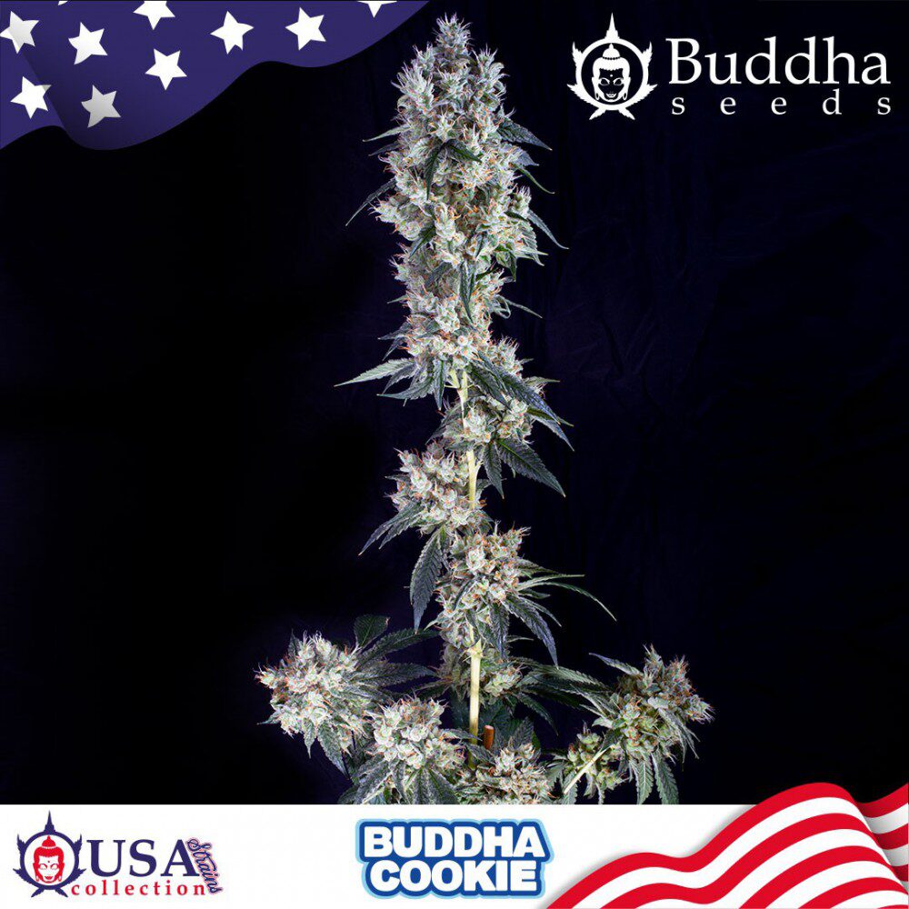 Cookie Fem — Buddha Seeds
