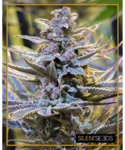 Cookielato Fem — Silent Seeds