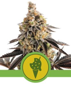 Cookies Gelato Auto USA Premium — Royal Queen