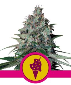 Cookies Gelato USA Premium Fem — Royal Queen
