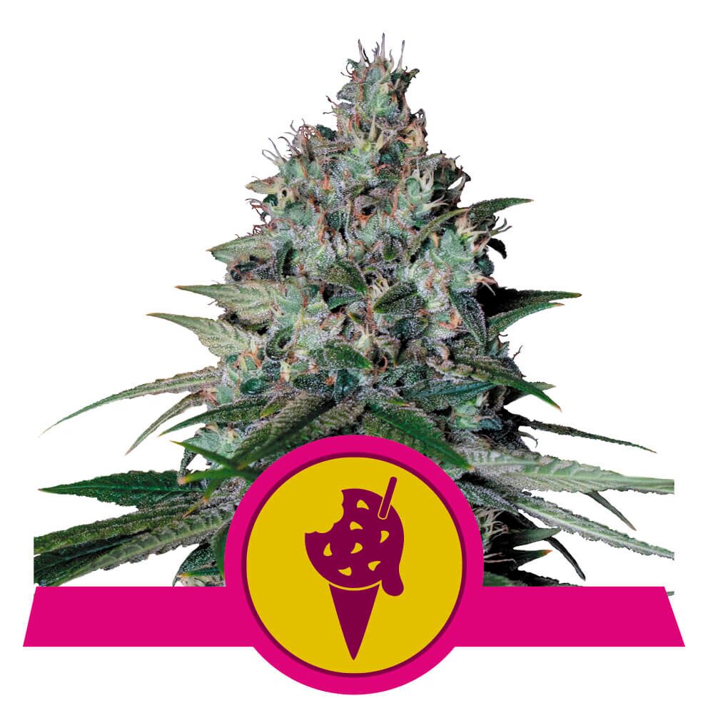 Cookies Gelato USA Premium Fem — Royal Queen