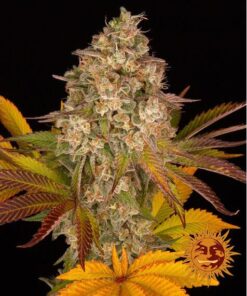 Cookies Kush Auto — Barney's Farm