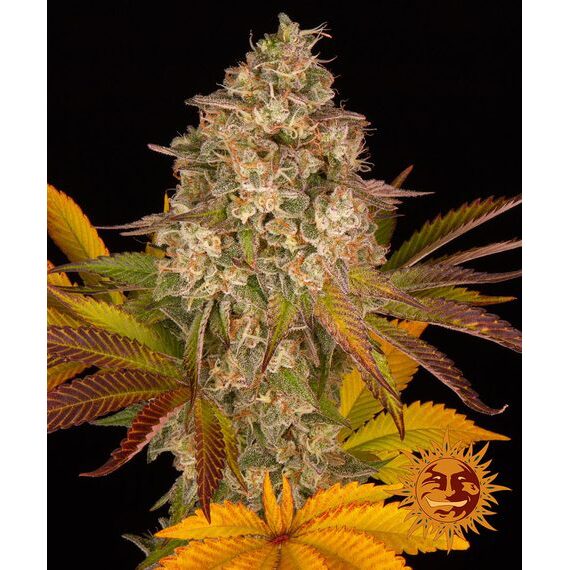Cookies Kush Auto — Barney's Farm