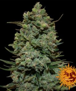 Cookies Kush Fem — Barney's Farm
