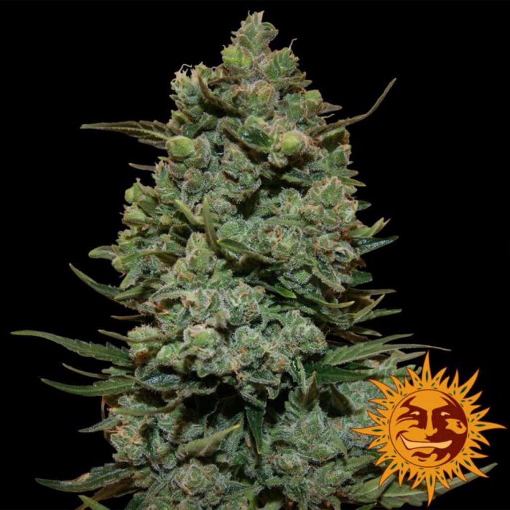 Cookies Kush Fem — Barney's Farm