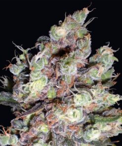 Cotton Candy Fem — Delicious Seeds