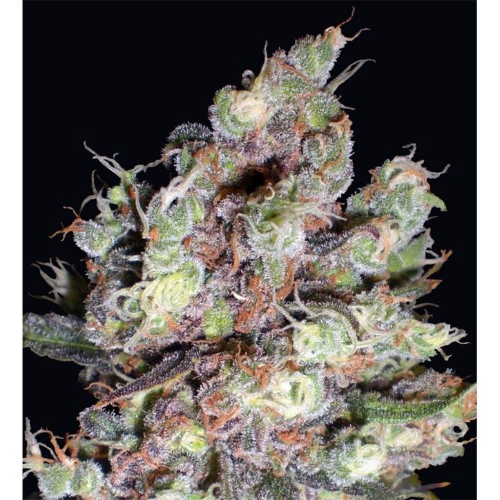 Cotton Candy Fem — Delicious Seeds
