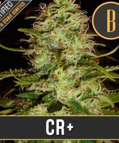 CR+ Fem — Blimburn Seeds