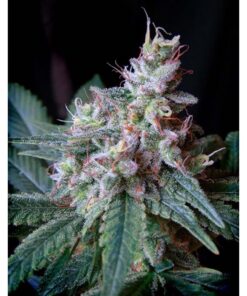Cream Caramel — Sweet Seeds