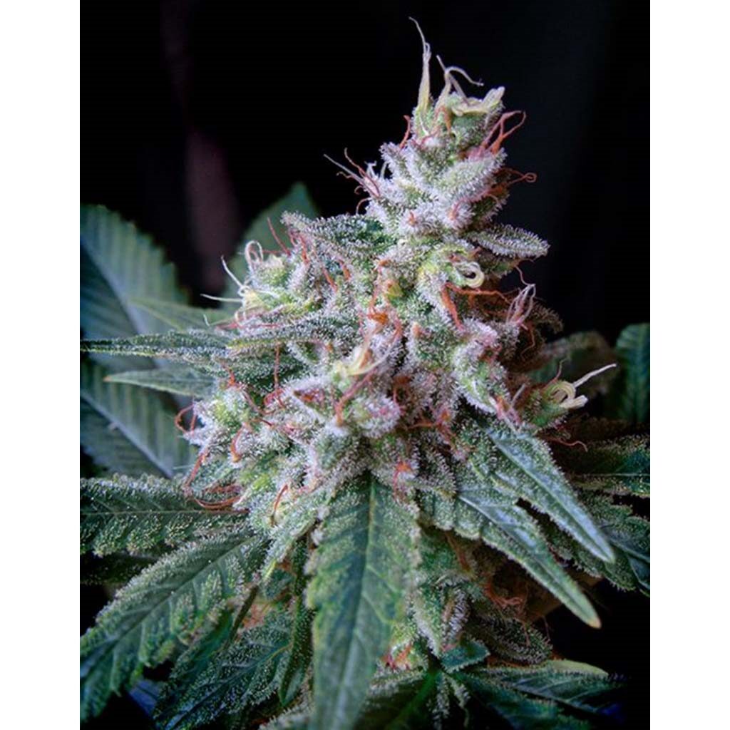 Cream Caramel — Sweet Seeds