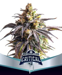 Critical +2 XXL Auto — BSF Seeds