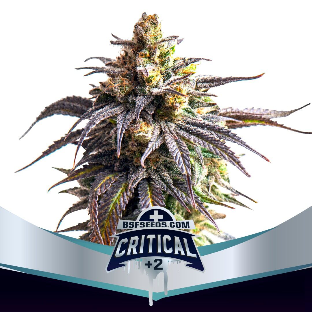 Critical +2 XXL Auto — BSF Seeds