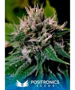 Critical #47 Auto — Positronics