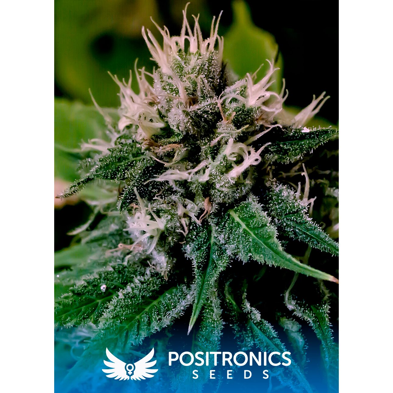 Critical #47 Auto — Positronics