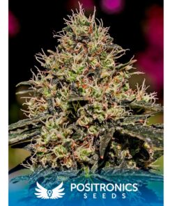 Critical #47 Fem — Positronics