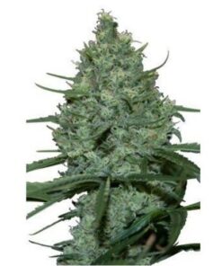 Critical 5Und Fem. — Seedmakers