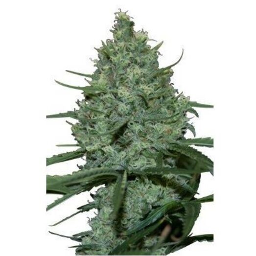 Critical 5Und Fem. — Seedmakers