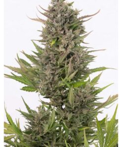 Critical + Auto CBD — Dinafem