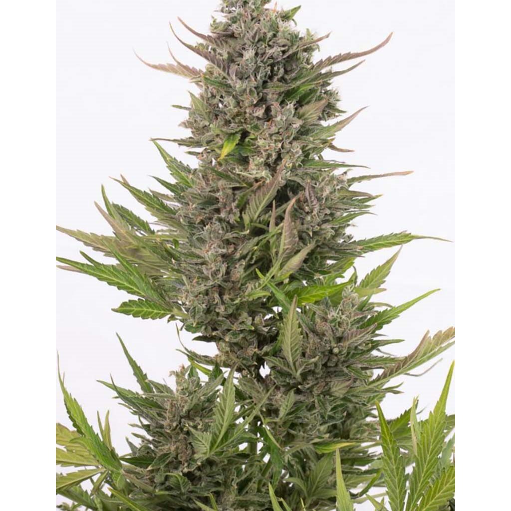 Critical + Auto CBD — Dinafem