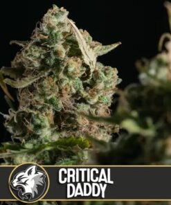 Critical Daddy Purple Fem — Blimburn Seeds