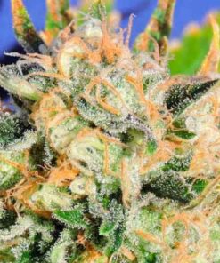 Critical Diesel Auto 1Und — Original Seeds