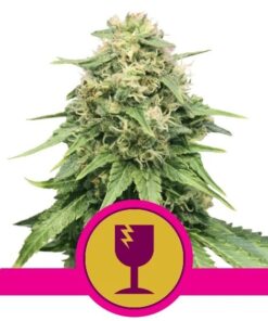 Critical Fem — Royal Queen