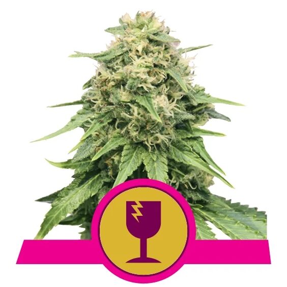 Critical Fem — Royal Queen
