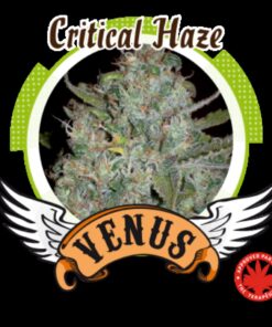 Critical Haze Fem — Venus Genetics