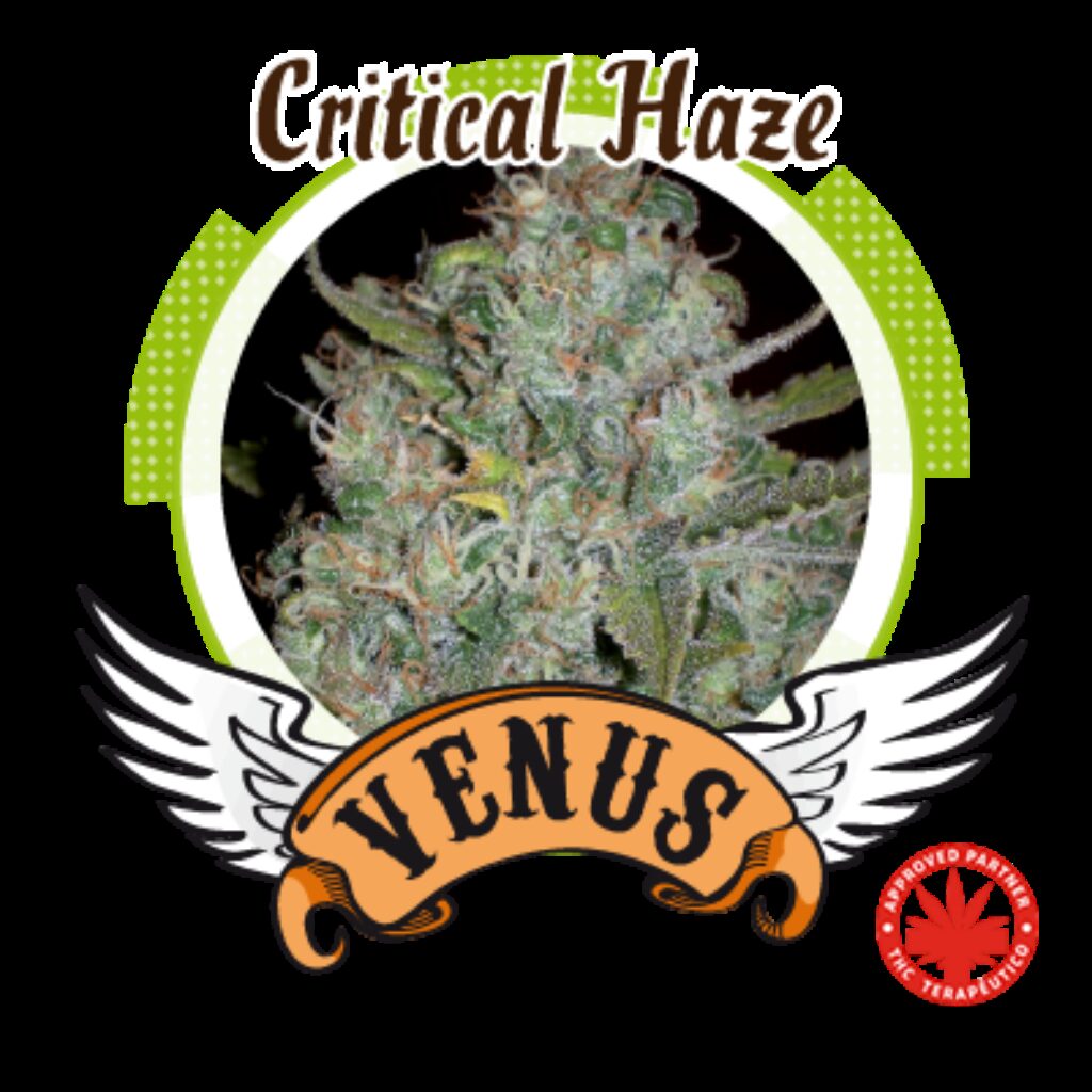 Critical Haze Fem — Venus Genetics
