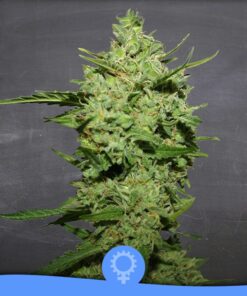 Critical Hit Auto — La Semilla Automática