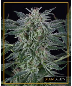 Critical Jack Auto — Silent Seeds